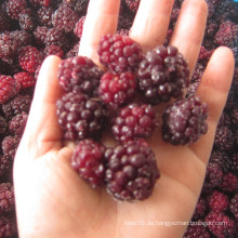 IQF Einfrieren Organic Blackberry Zl-018